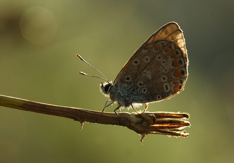 passeggiata di prima mattina