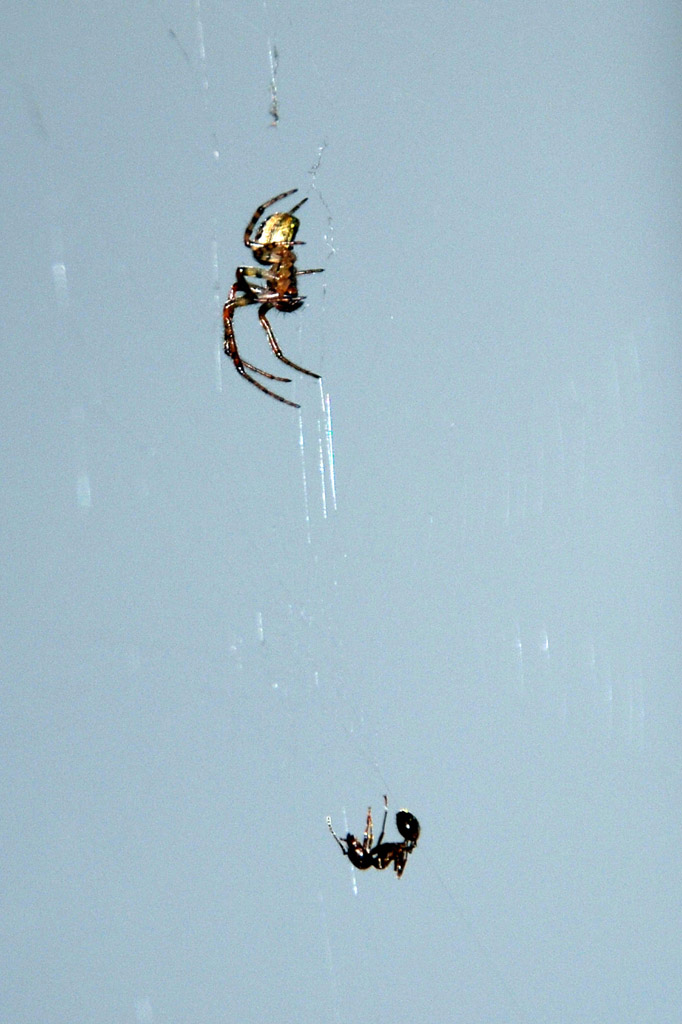 ASPETTAMI.........SCENDO SUBITO