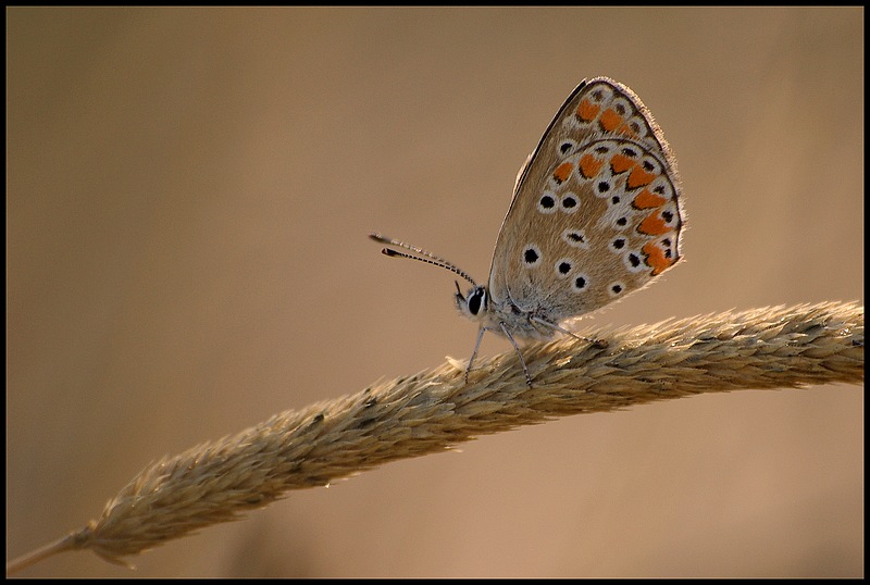 passeggiando, fischiettando