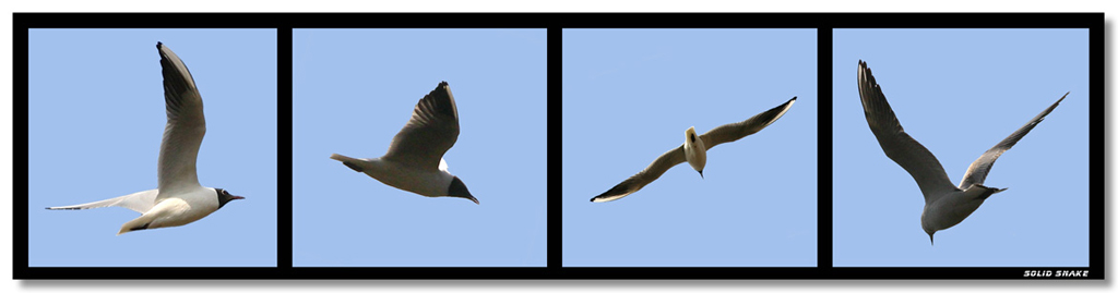 Flying in the blue sky