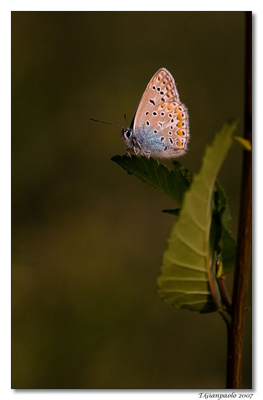 quell'ultimo raggio(licenide)_