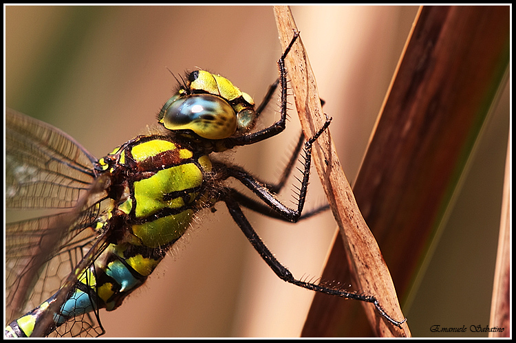 Primo piano di una libe