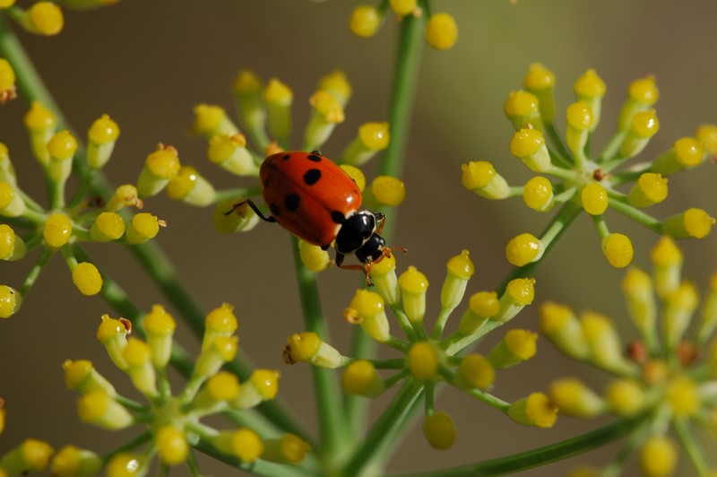 Coccinella