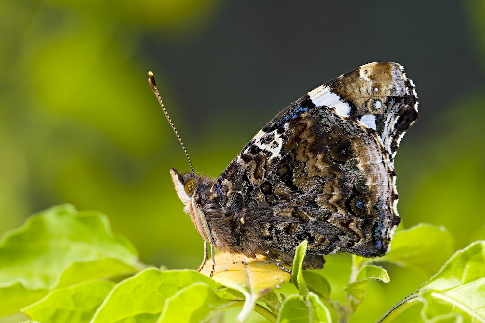 Sorprese autunnali...