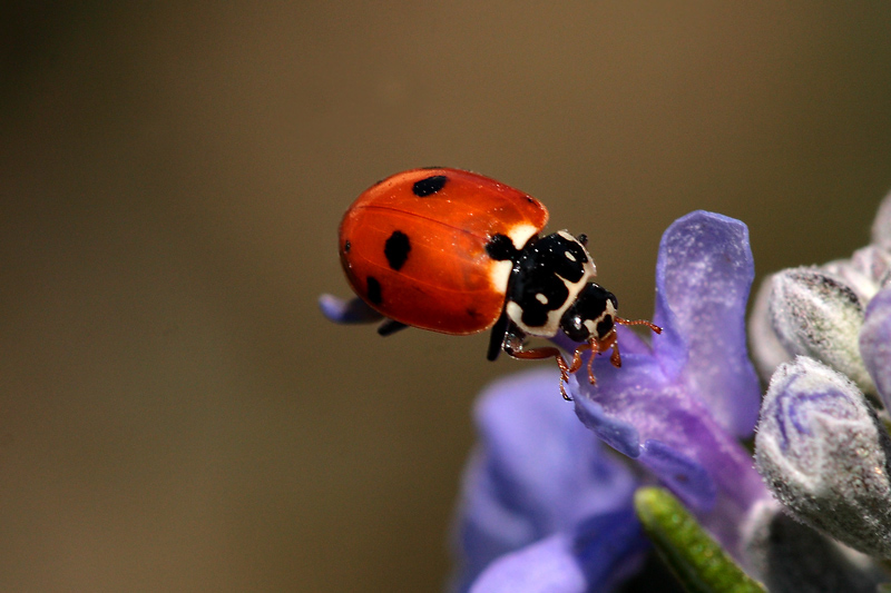 Coccinella septempunctata