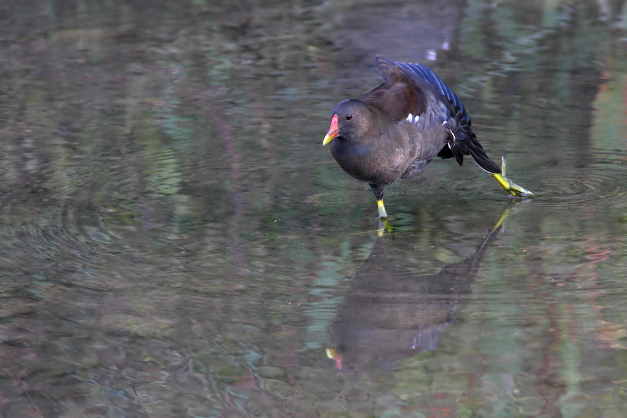 Gallinella on Ice ^^