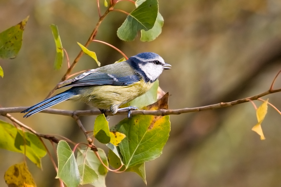 Che uccelletto � ???