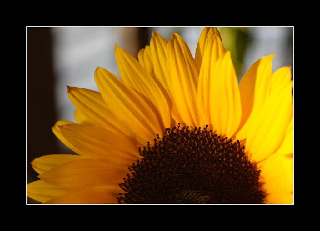 girasole