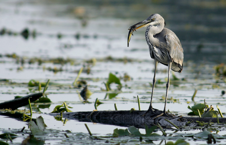 Renzo-Airone cenerino a cena