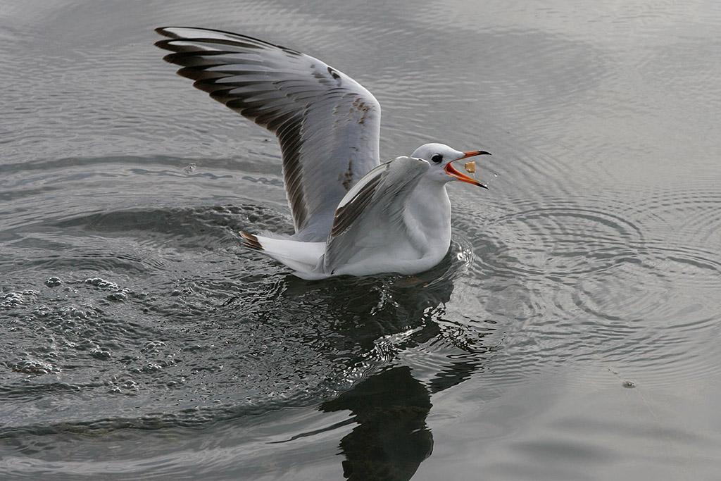 Colto ''con il sorcio in bocca''