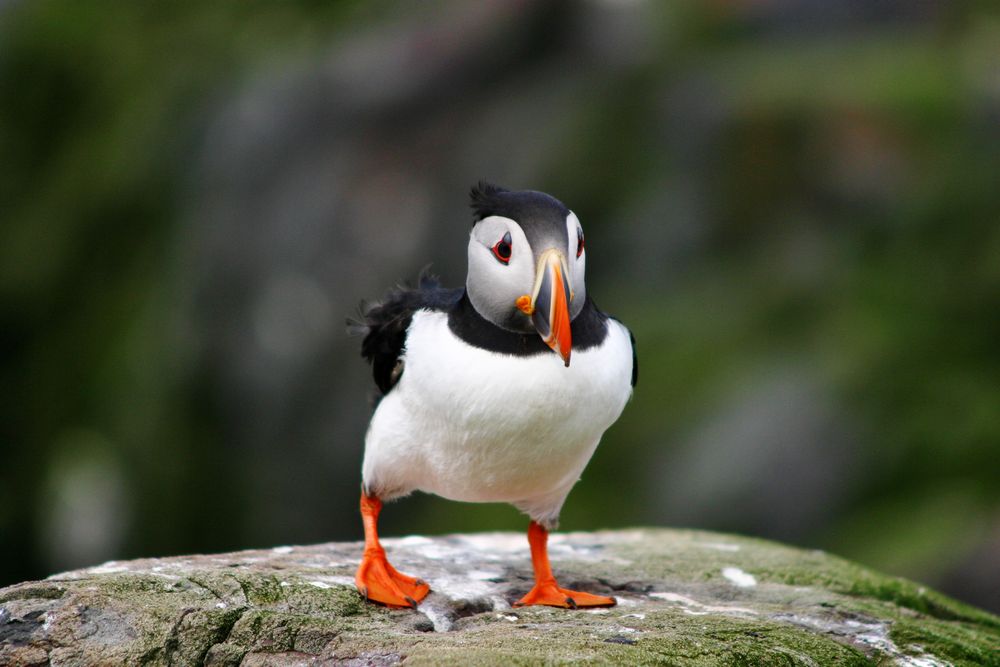 PUFFIN (FARNE ISLANDS)2
