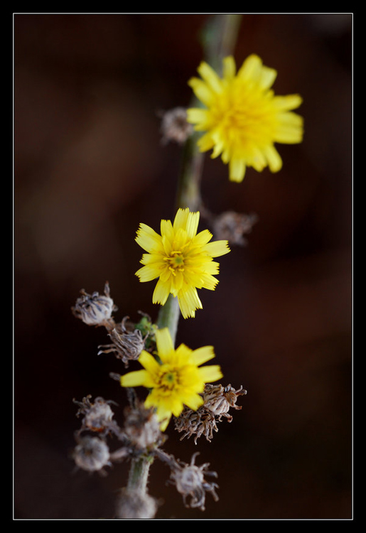 Un sole fatto di petali