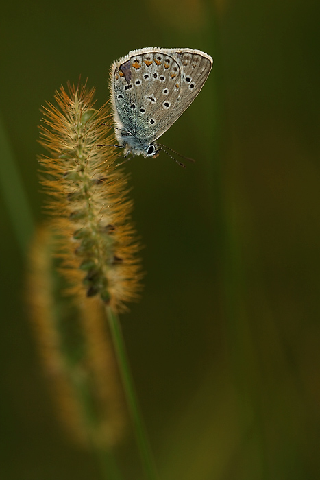 ma chi me l'ha fatto fare...