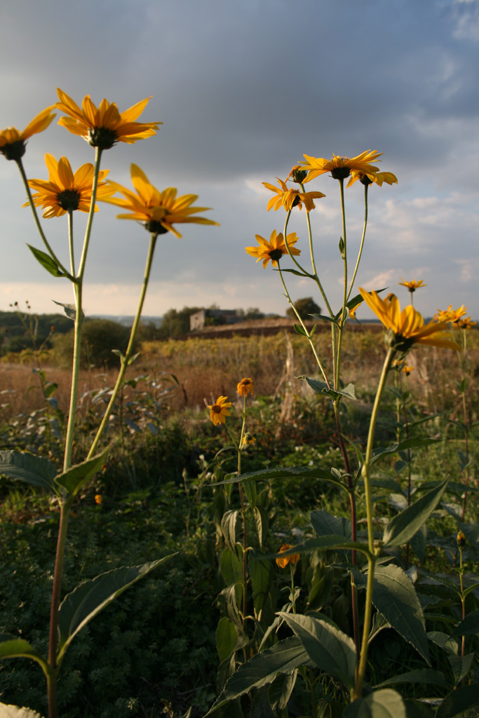 Campagne di Portaria