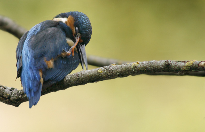 Renzo-Un bel maschietto
