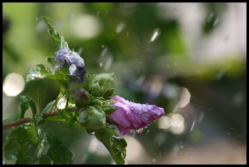 Pioggia di primavera