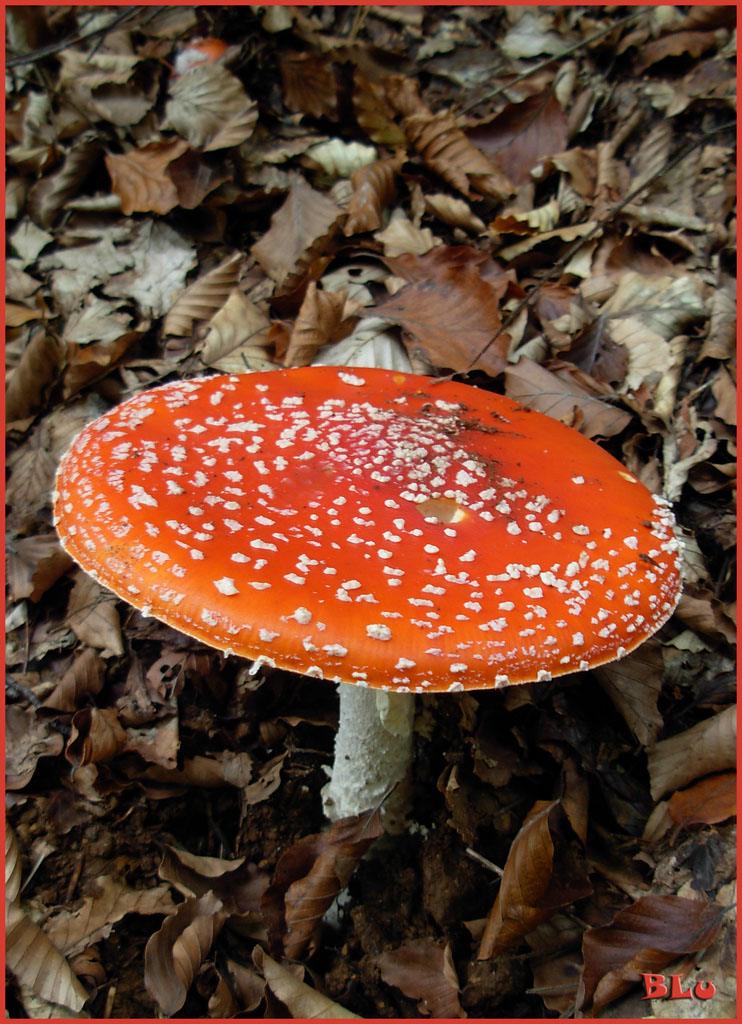 amanita