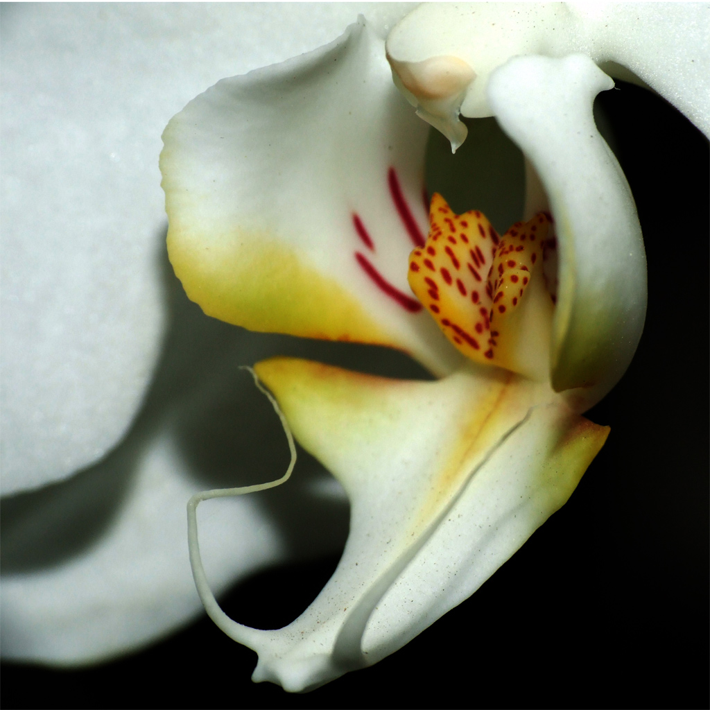 Orchidea selvaggia