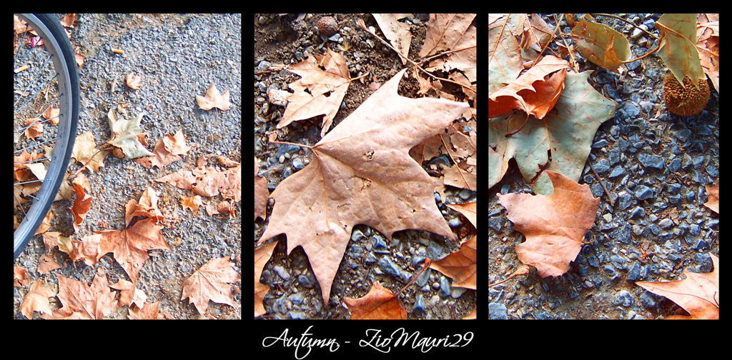 ..Autumn.. Dedicated To Checosavedi