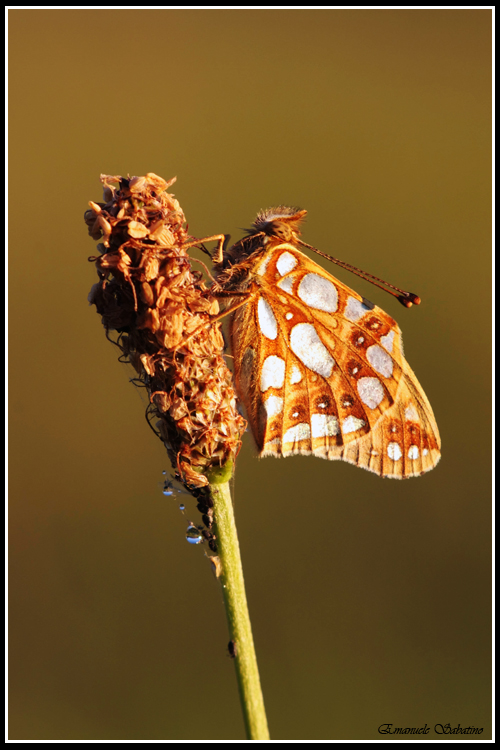 Farfalla e pannelino riflettente