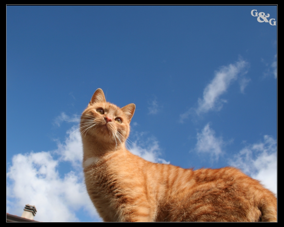 il...gatto ....su tetto