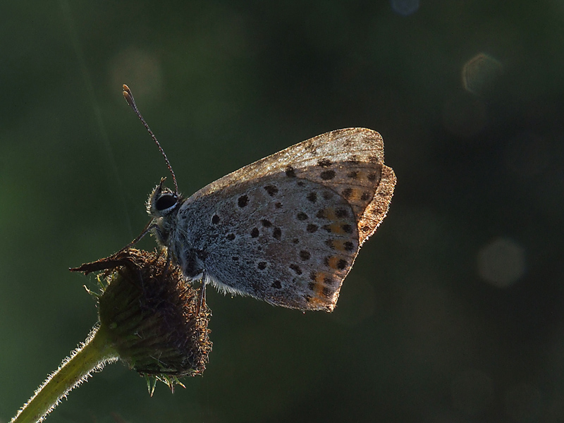 Ultime luci del giorno