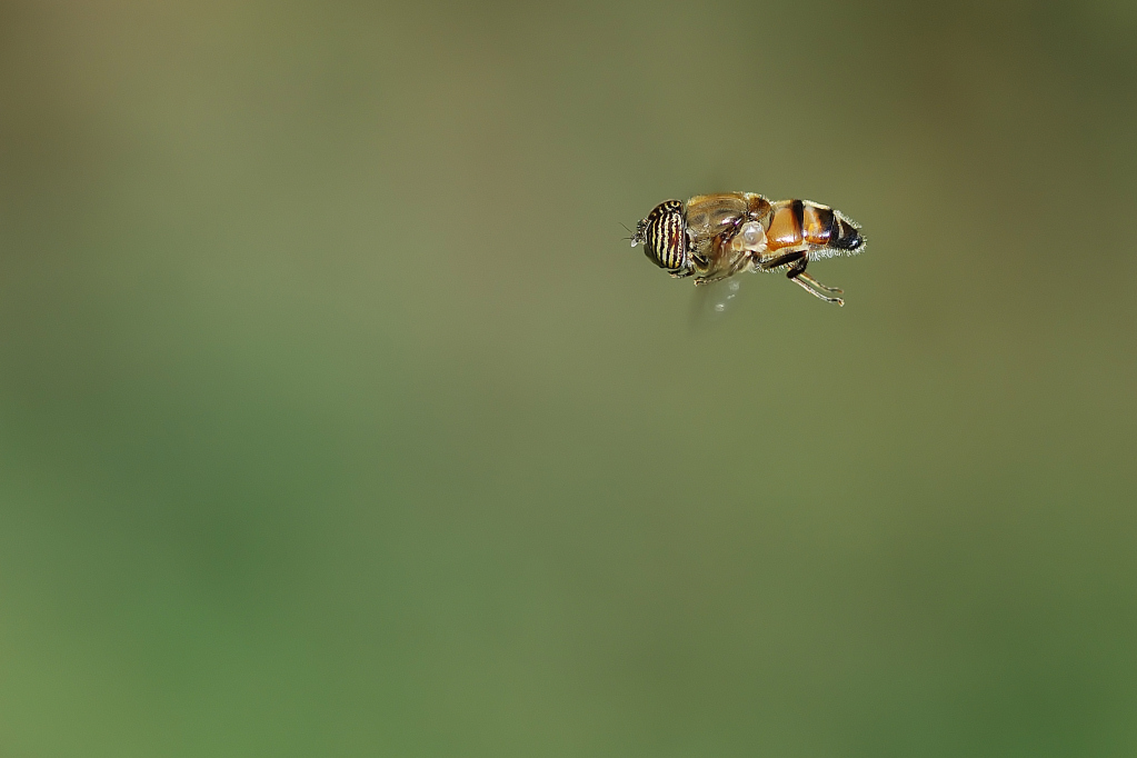 Volo Libero Nel Verde