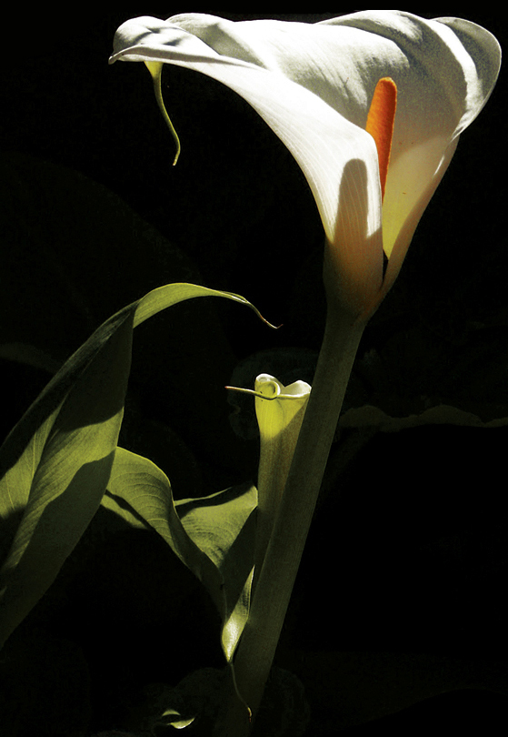 Calla
