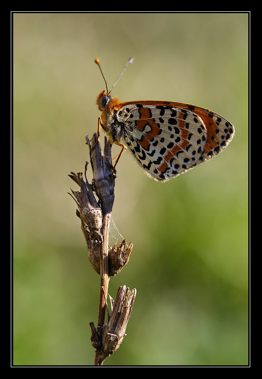 Di qua.... e di l�