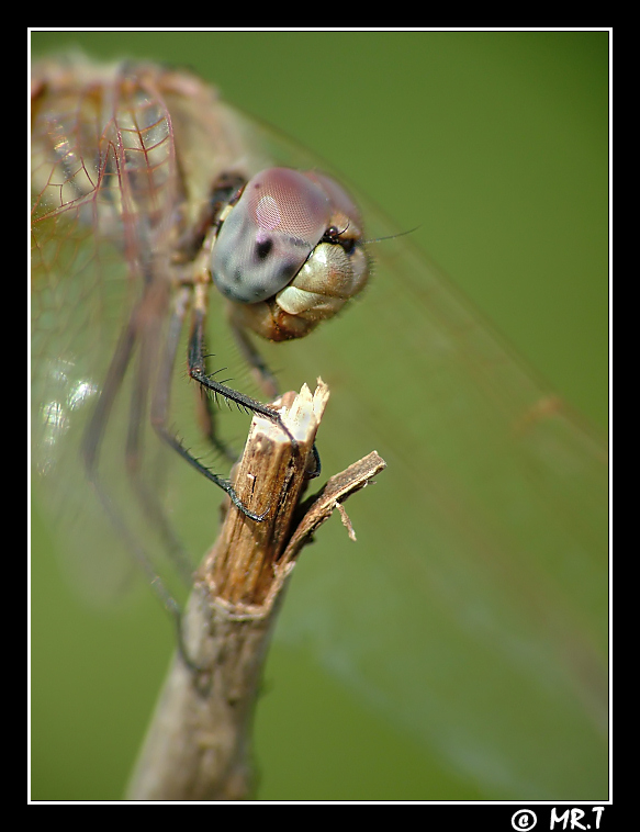 ..visita oculistica..