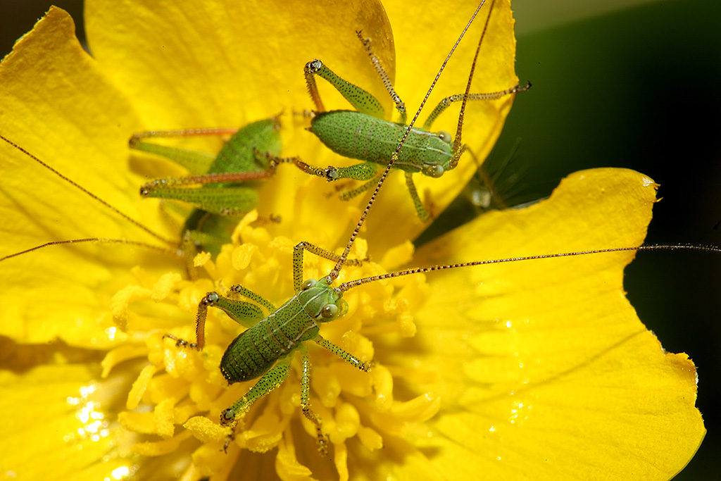 Grillettini su fiorellino.