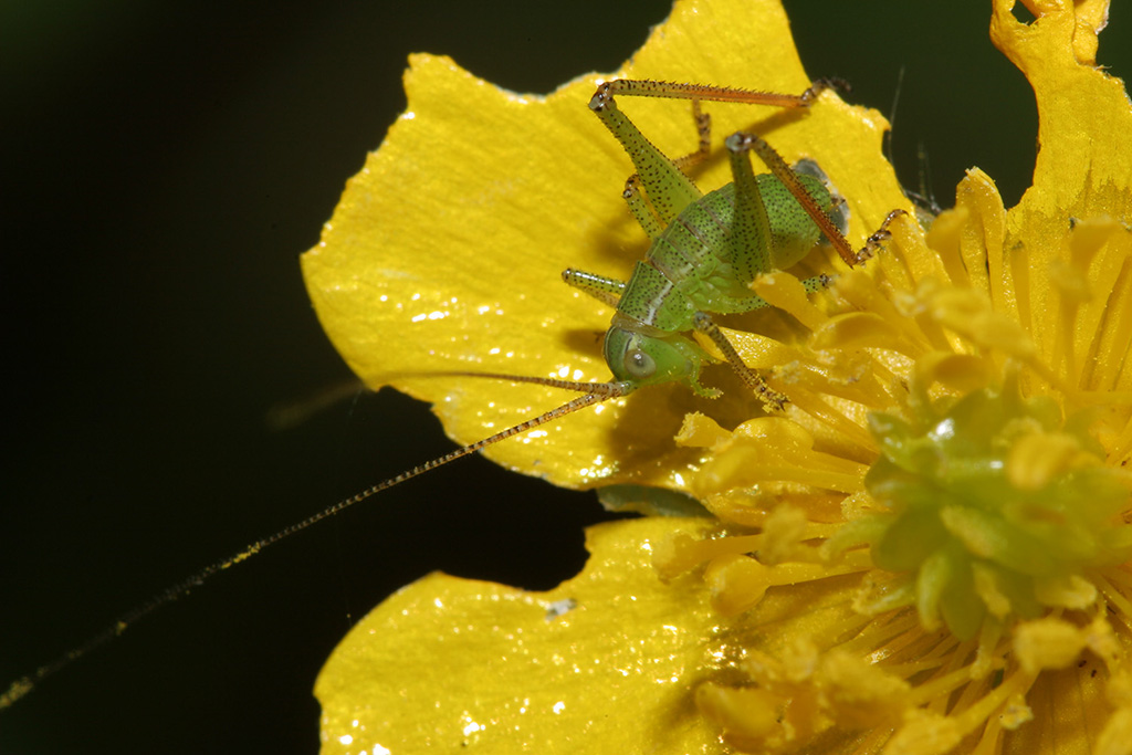 Grilletto solitario.