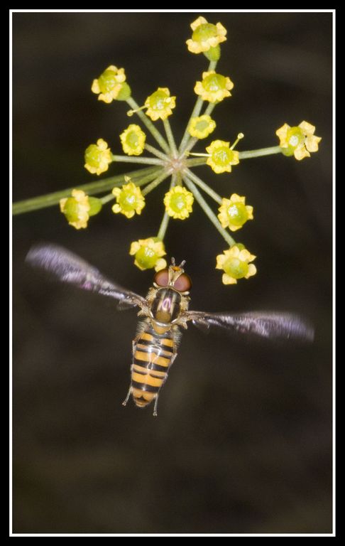 747 in atterraggio sul fiore giallo!