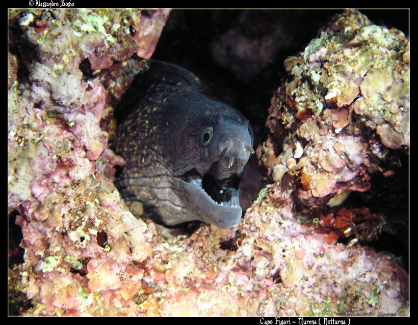 Capo Figari - Notturna - Murena