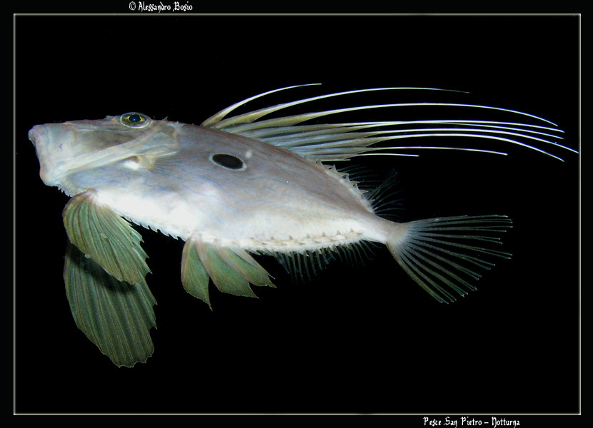 Capo Noli - Notturna - Pesce San Pietro