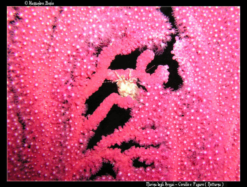 Marina degli Aregai - Corallo & Paguro