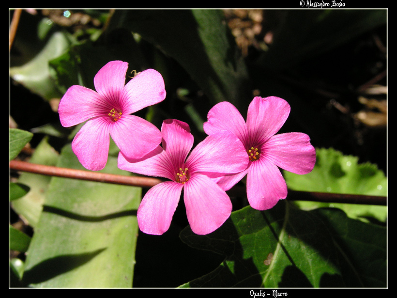 Sardegna - Oxalis
