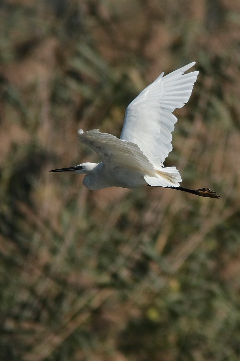 egretta garzetta in volo