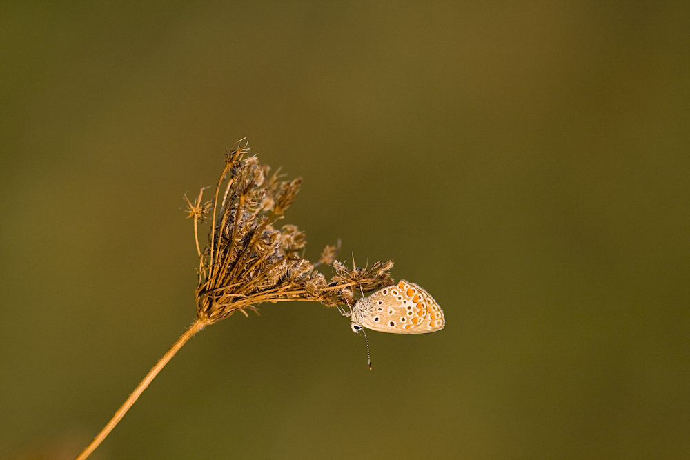 Licenide al tramonto