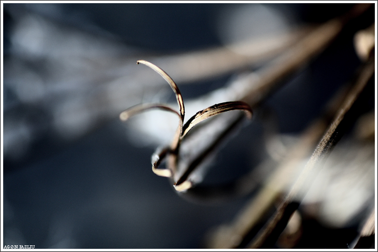 Bellezza naturale : >