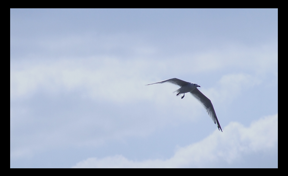 Gabbiano a Porto cesareo