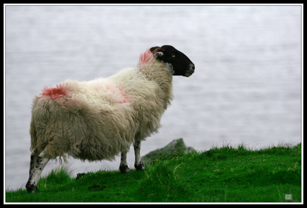 pecora di sleavie league