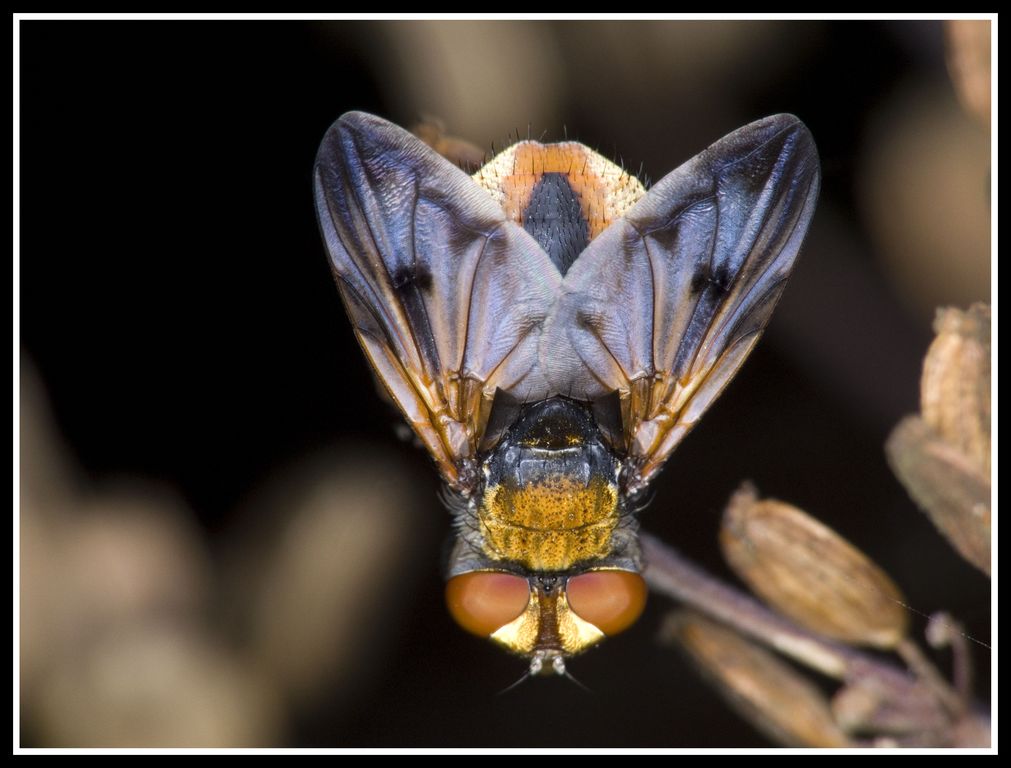 mosca oro CENTRALISSIMA!