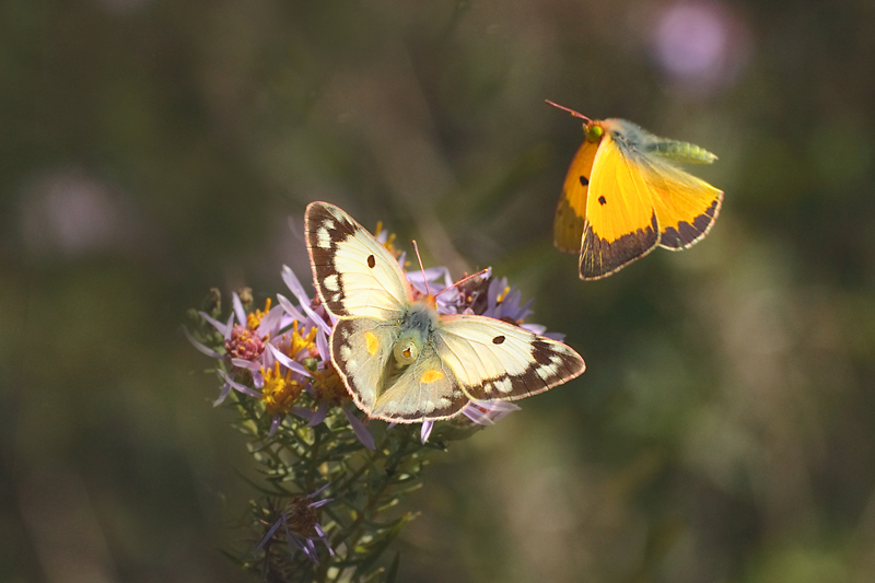 Colias crocea (f. Helice) Corteggiamento