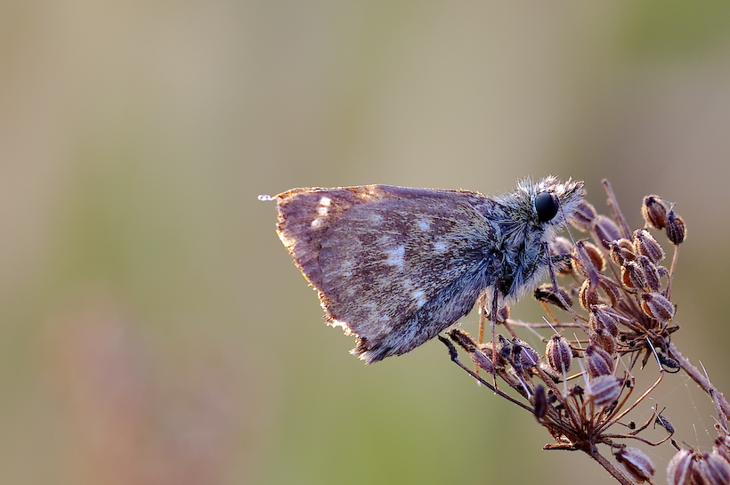 Esperide della malva