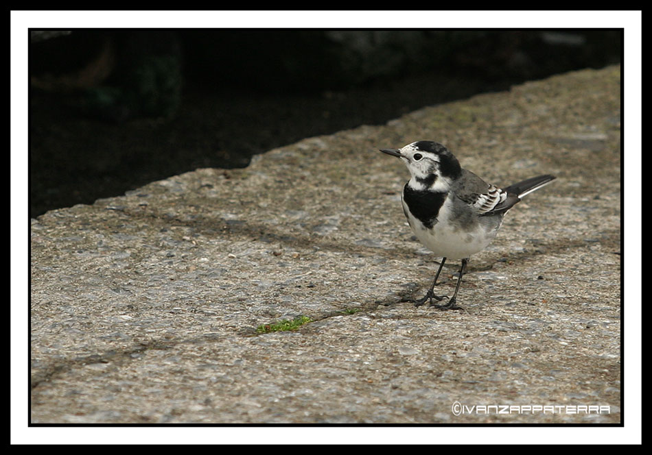 White Wagtail