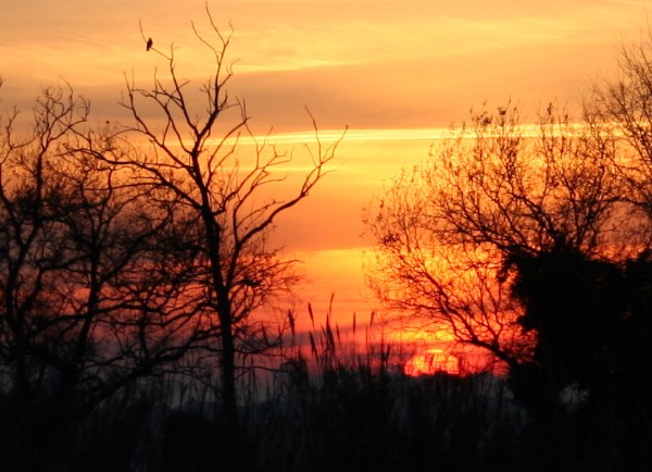 perch� il ramo mi sorregge..