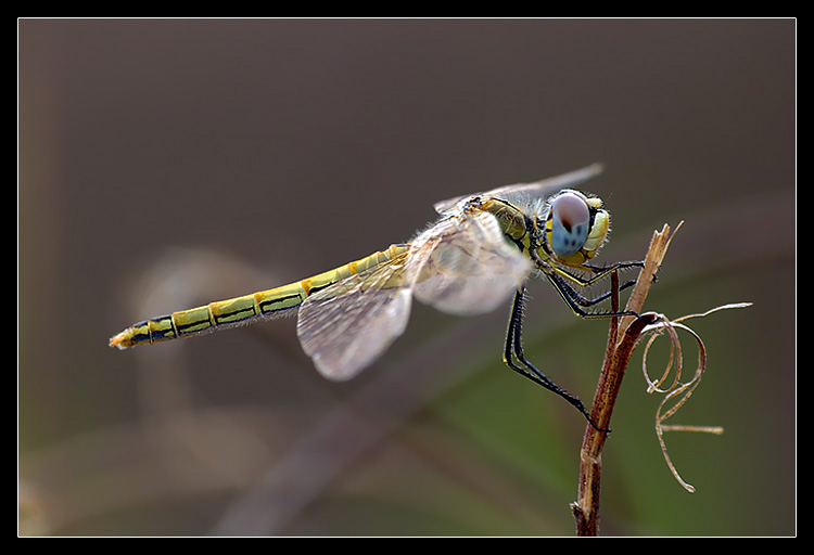 La mia prima libellula