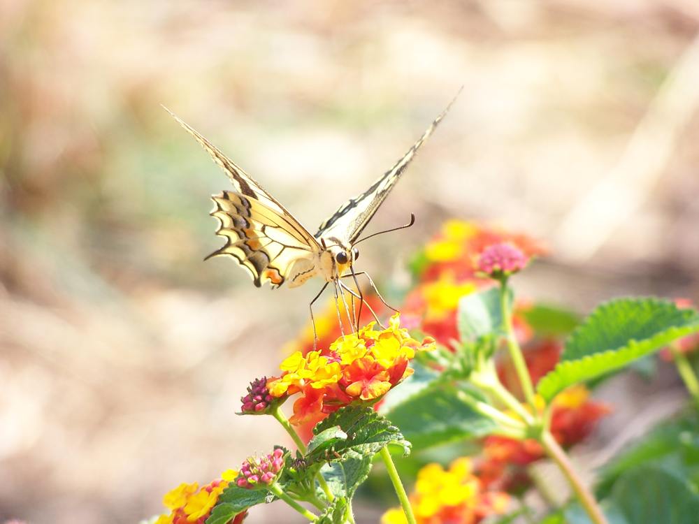 The Butterfly Effect