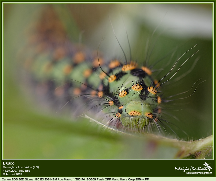 Molto vagamente A. Einstein ! - Oltre i canoni della macro